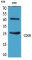 CD28 Polyclonal Antibody 